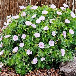 Geranium sanguineum var. striatum