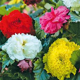 Begonia x tuberhybrida Fringed (Fimbriata) Mixed