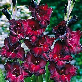 Gladiolus Black Surprise