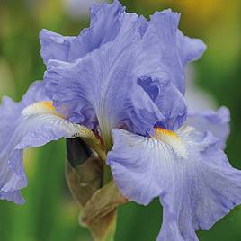 Iris Victoria Falls (Re-Blooming)