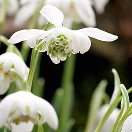 Snowdrop (Double-flowered) In The Green