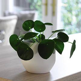 Chinese Money Plant