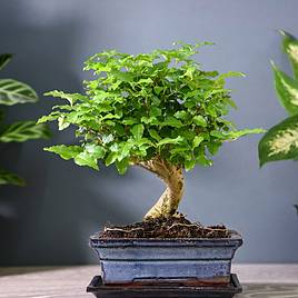 Indoor Trees & Bonsai House Plants | Dobies