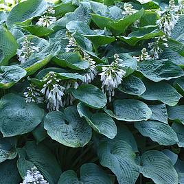 Hosta sieboldiana var. elegans