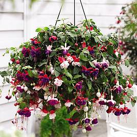 Fuchsia Trailing Mixed