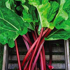 Rhubarb (Rheum) Raspberry Red