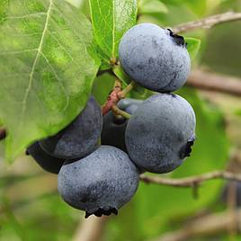 Blueberry Brigitta (Late season)