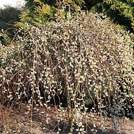 Salix caprea Kilmarnock