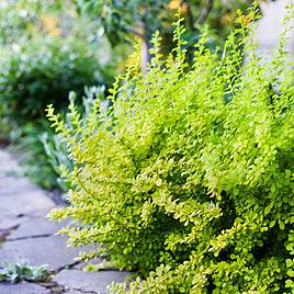 Berberis thunbergii