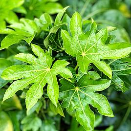 Fatsia japonica