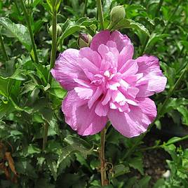 Hibiscus syriacus Purple Ruffles