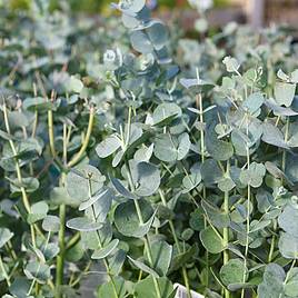 Eucalyptus gunnii Azura