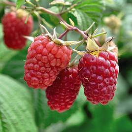 Raspberry Glen Prosen (Summer fruiting)
