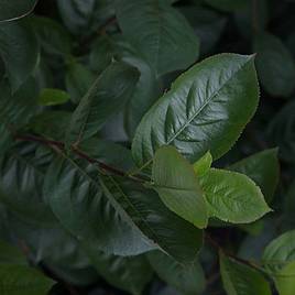 Aronia x prunifolia Aron