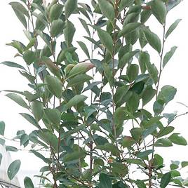 Aronia x prunifolia Brilliant