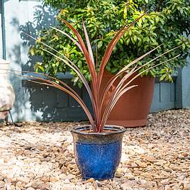 Cordyline Red Star