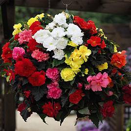 Begonia Nonstop Mixed