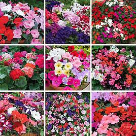 Nurserymans Choice Summer Annual Plants