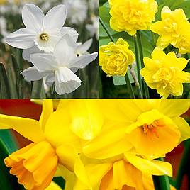 Narcissus Cornish Miniatures Collection