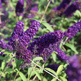 Buddleja davidii Black Knight