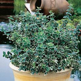 Euonymus Plant - Emerald Gaiety