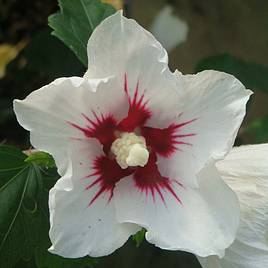 Hibiscus syriacus Red Heart