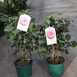 Camellia japonica Plant - Virginia Franco