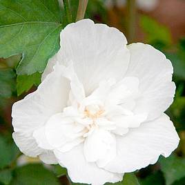Hibiscus syriacus Plant - White Chiffon®