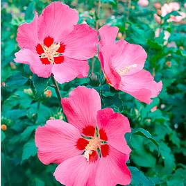 Hibiscus syriacus Woodbridge