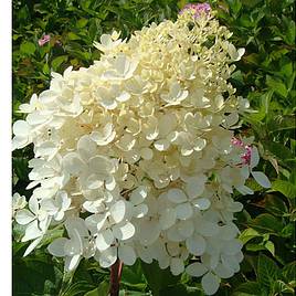 Hydrangea paniculata Phantom