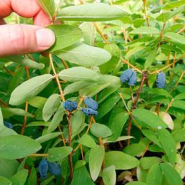 Lonicera kamtschatica Balalaika