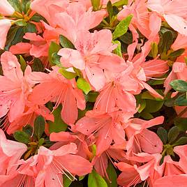 Rhododendron Blaauws Pink