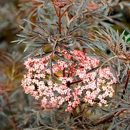 Sambucus nigra f. porphyrophylla Black Lace