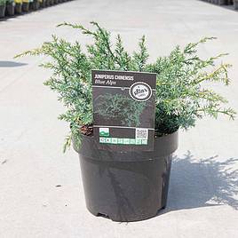 Juniperus chinensis Blue Alps