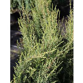 Juniperus communis Plant - Compressa