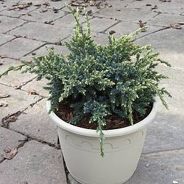 Juniperus squamata Plant - Holger