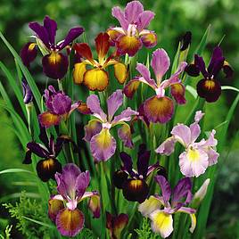 Iris Metallic Mixture