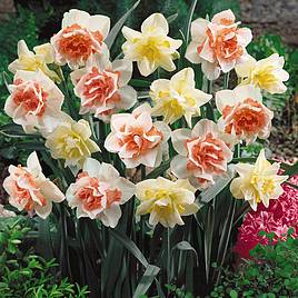 Narcissus Double Duo