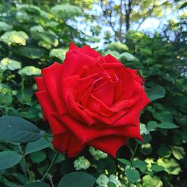 Rose Breeders Choice Red (Hybrid Tea Rose)