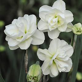 Narcissus Rose of May Improved