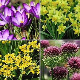 Spring Flowering Bulb Bonanza Collection