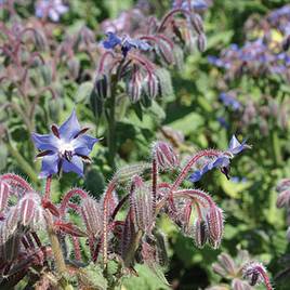 Borage (Organic) Seeds