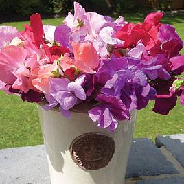 Sweet Pea (Organic) Seeds - Spencer Mix