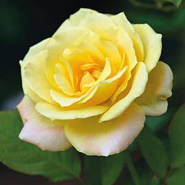 Rose Laura Ford (Climbing Rose)