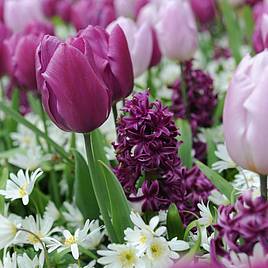 Tulip, Hyacinth & Anemone Mix