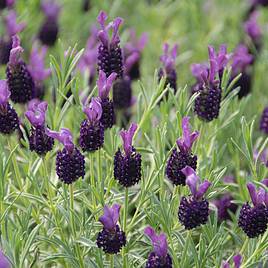 Lavender Stoechas Night Of Passion