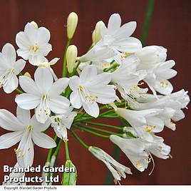 Agapanthus Ever White