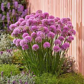 Allium Serendipity