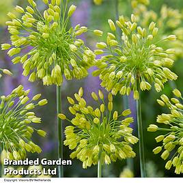 Allium Yellow Fantasy