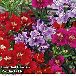 Alstroemeria Tree Everest Mix